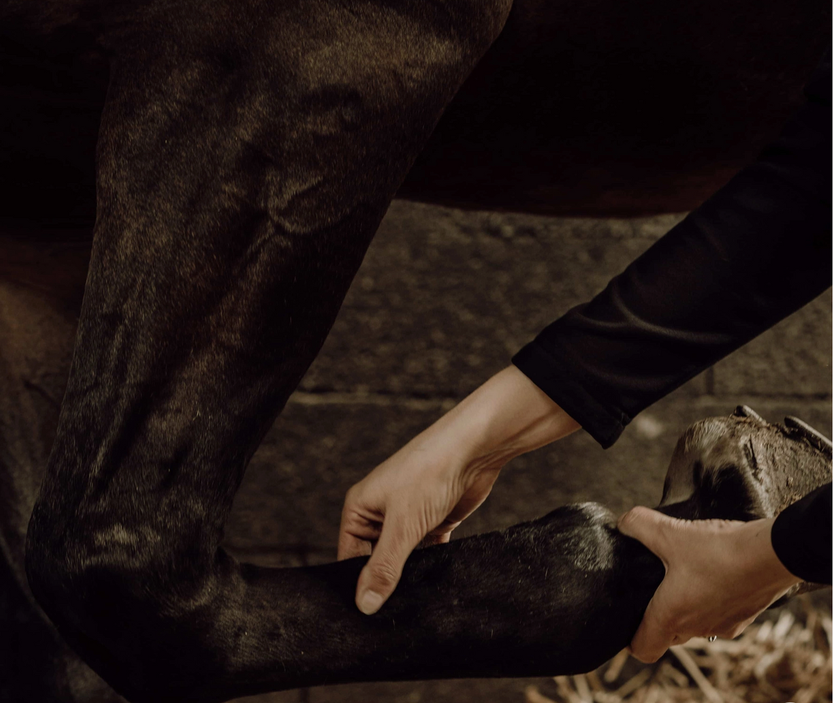 Equine Care and Wellness