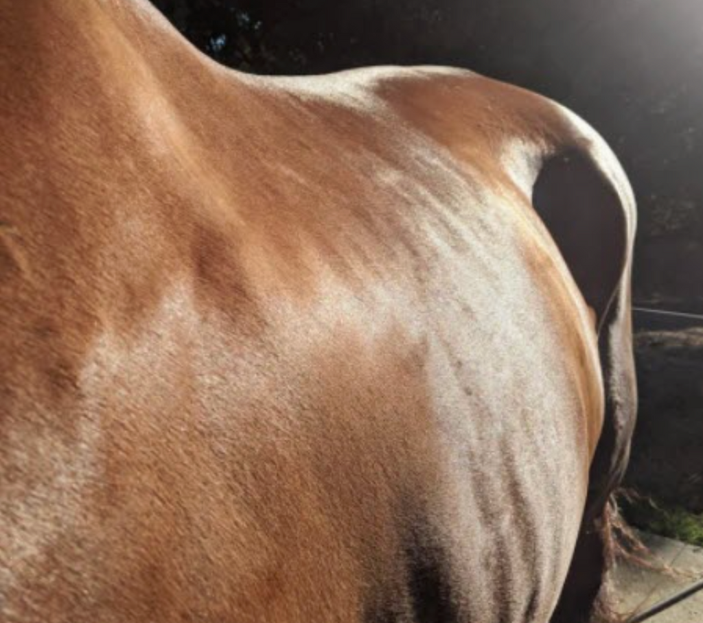 Shiny Mane & Tail Conditioner